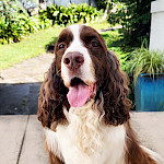 Собачкины советы