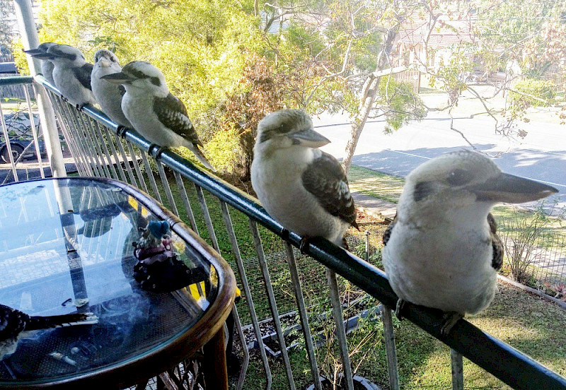 Записки о жизни сообщества птиц Австралии