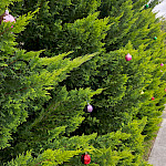 Предновогодний орешник