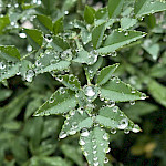 Мне нравится гулять под небольшим дождем