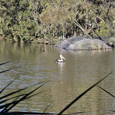 Лебедь белый плывет?